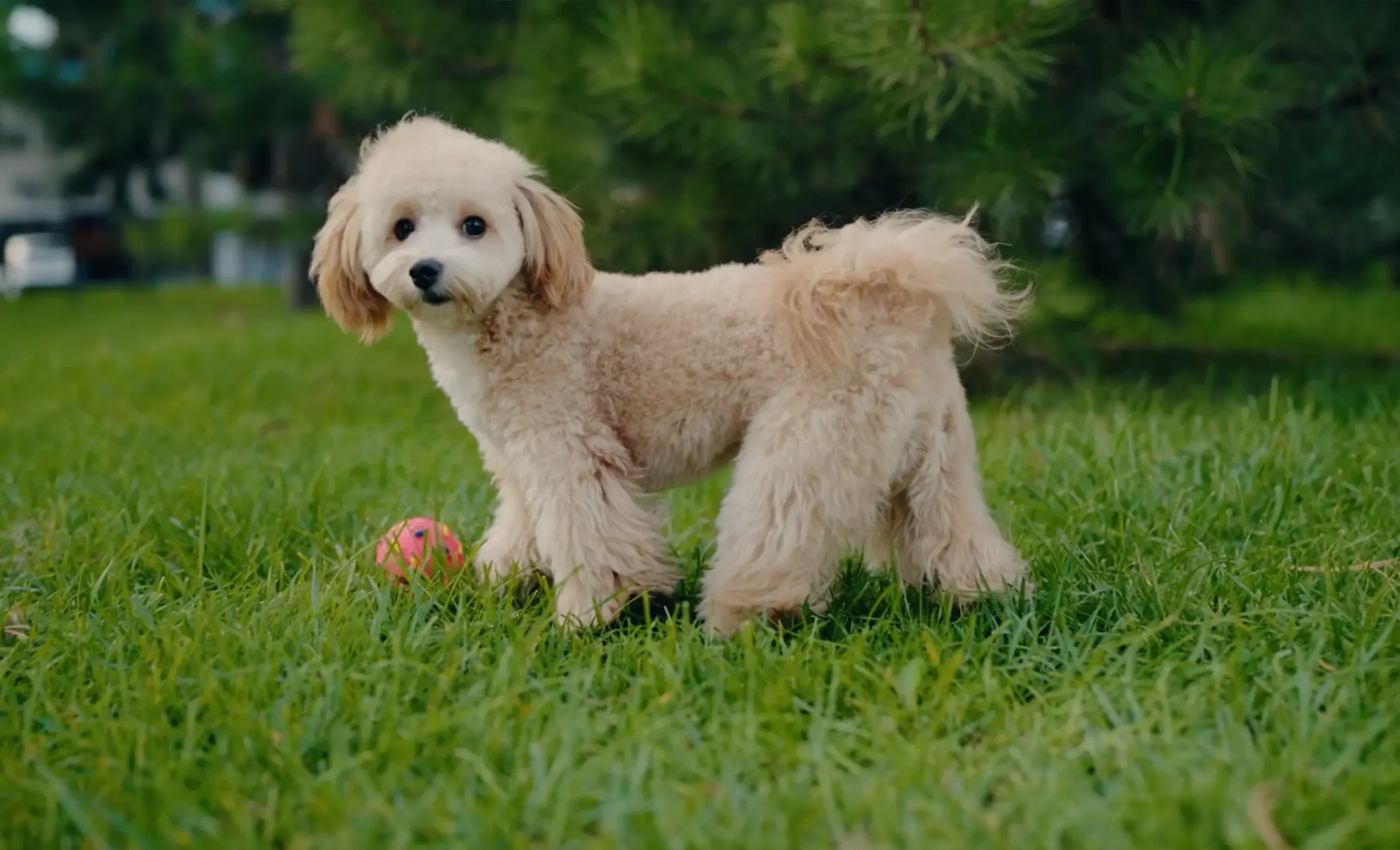 Pet Garden de ZIMA